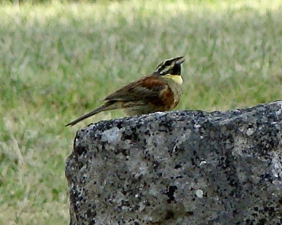 cirl bunting